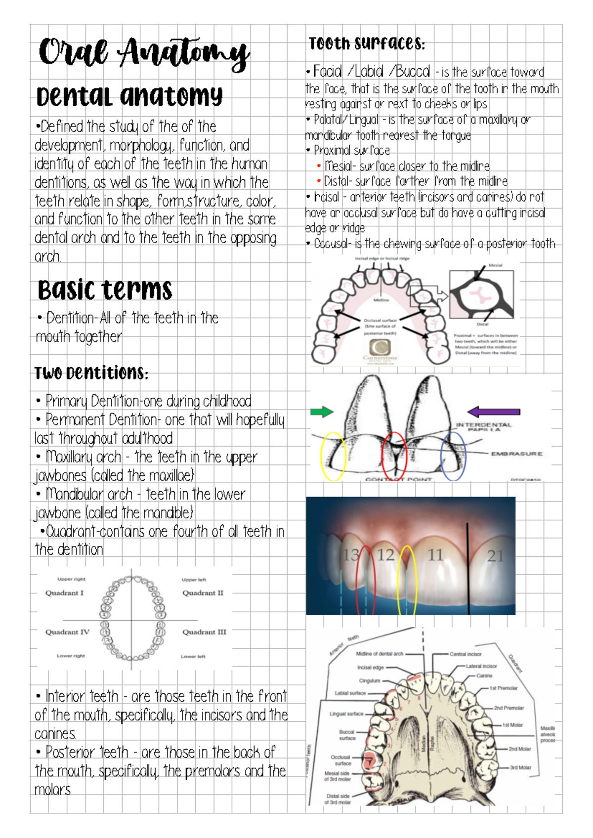Week 2 basic terminologies and tooth identification - • Defined the ...