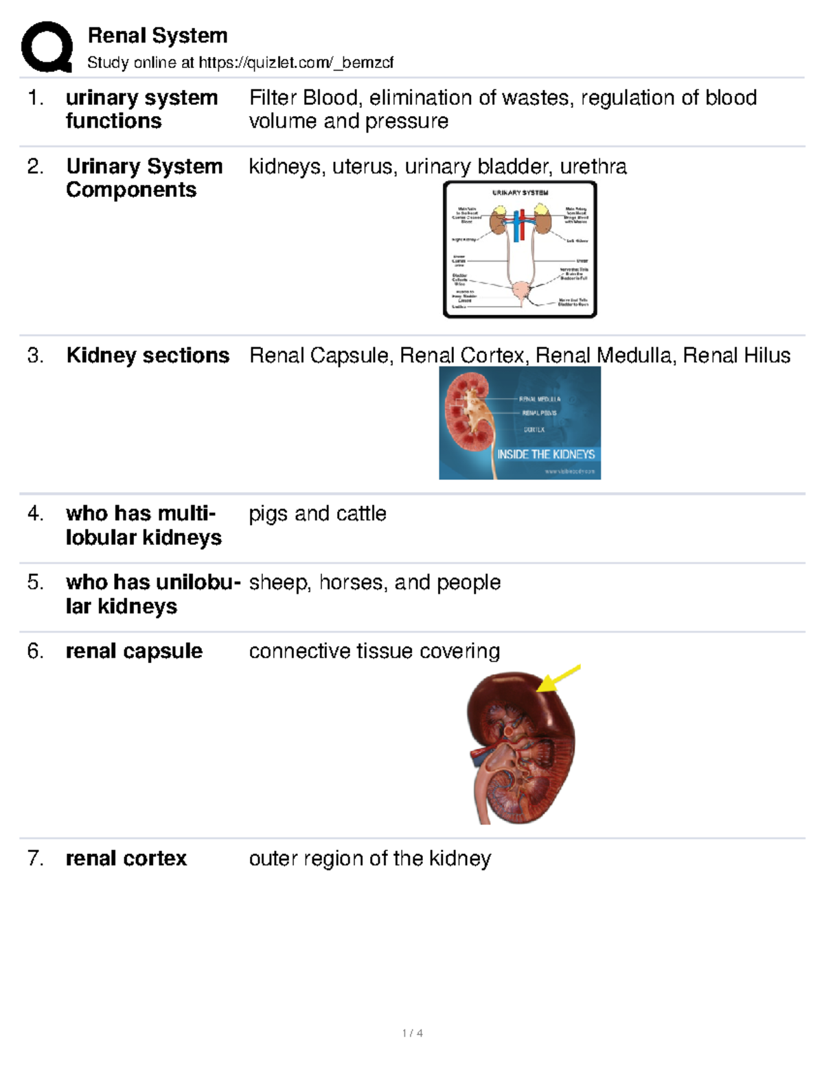 Renal system Study online at quizlet/_bemzcf urinary system functions