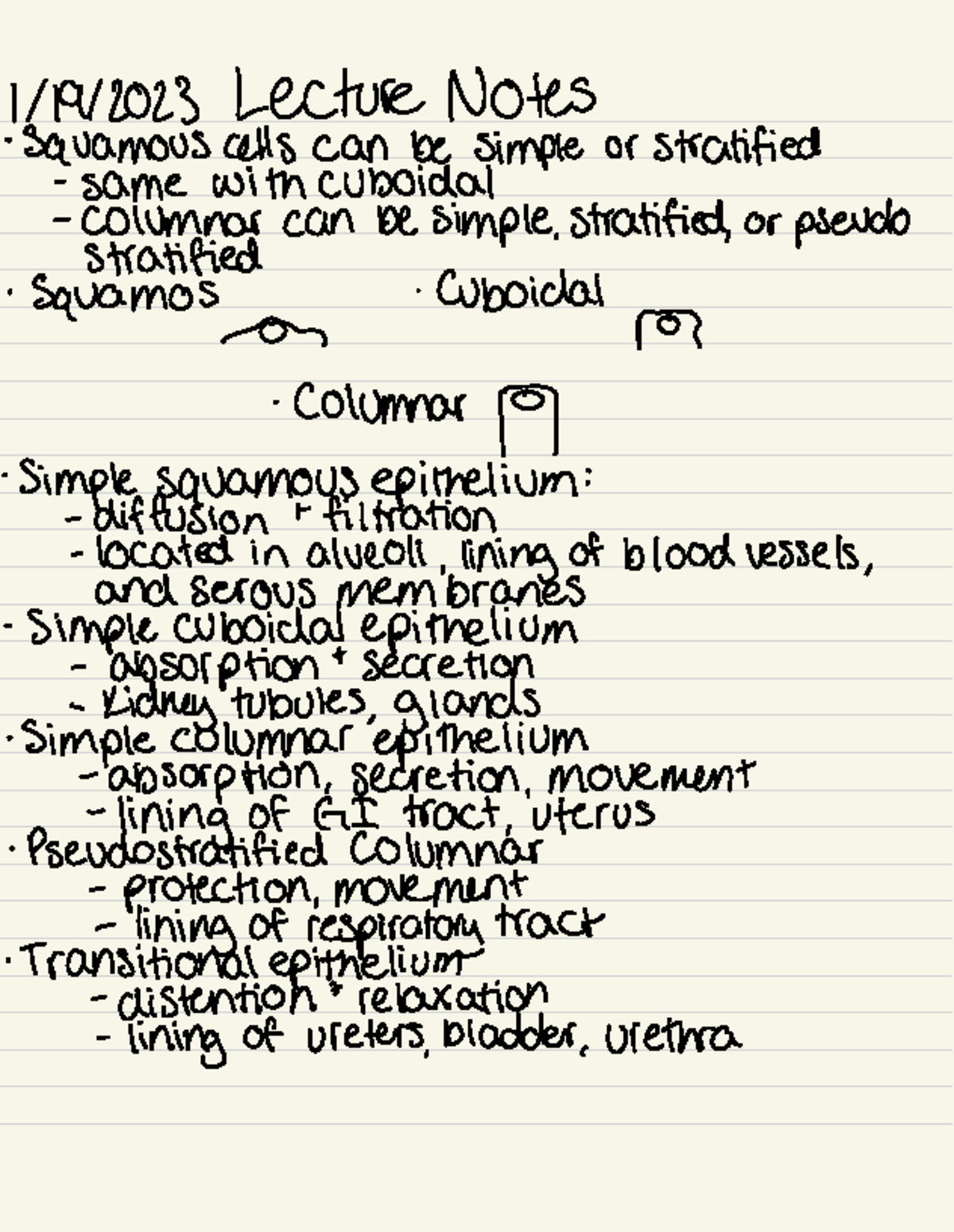 Cell 220 Lecture Notes - 1/19/2013 Lecture NoteS ·Squamous cells can be ...