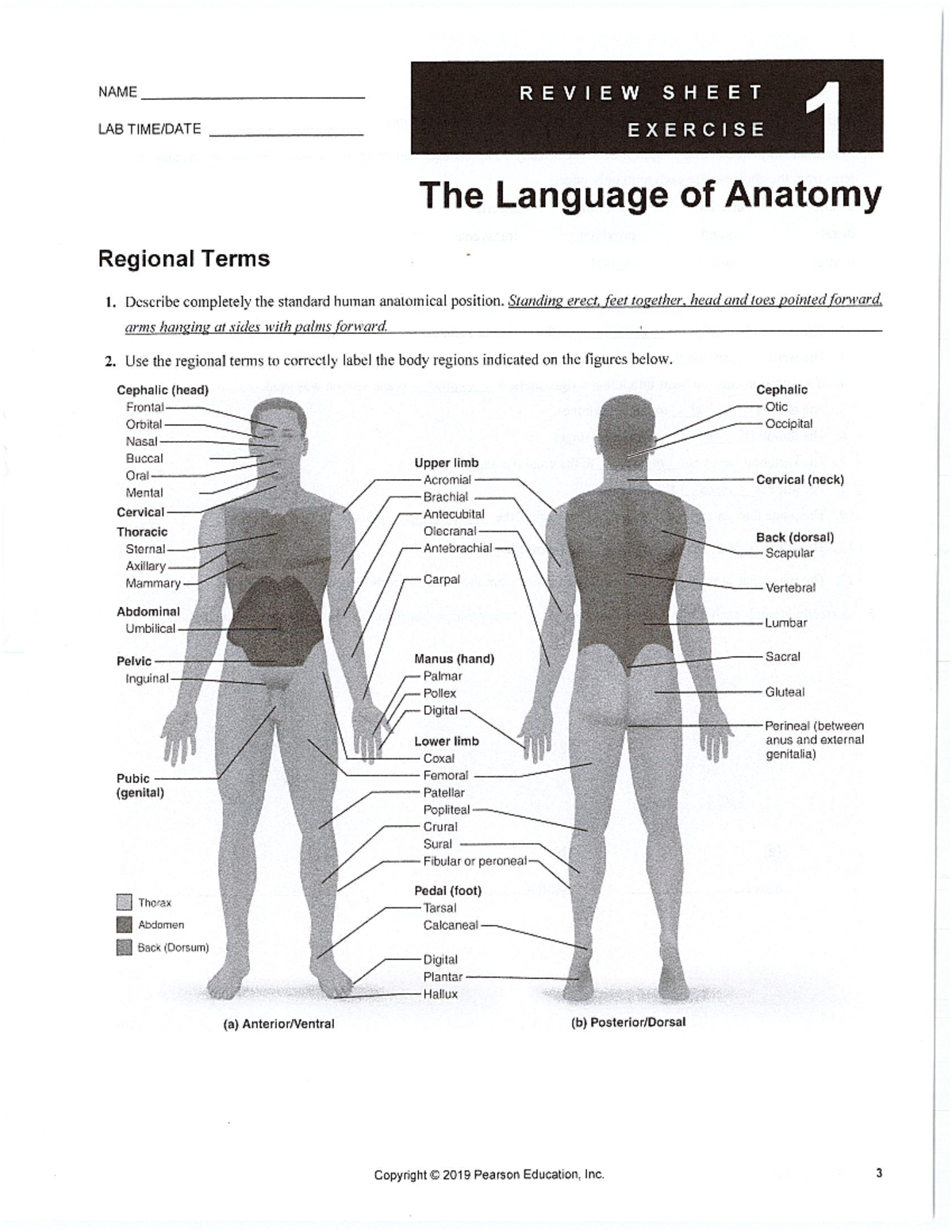 #1 Key - The Language of Anatomy - NAME LAB TIMEIDATE The Language of ...