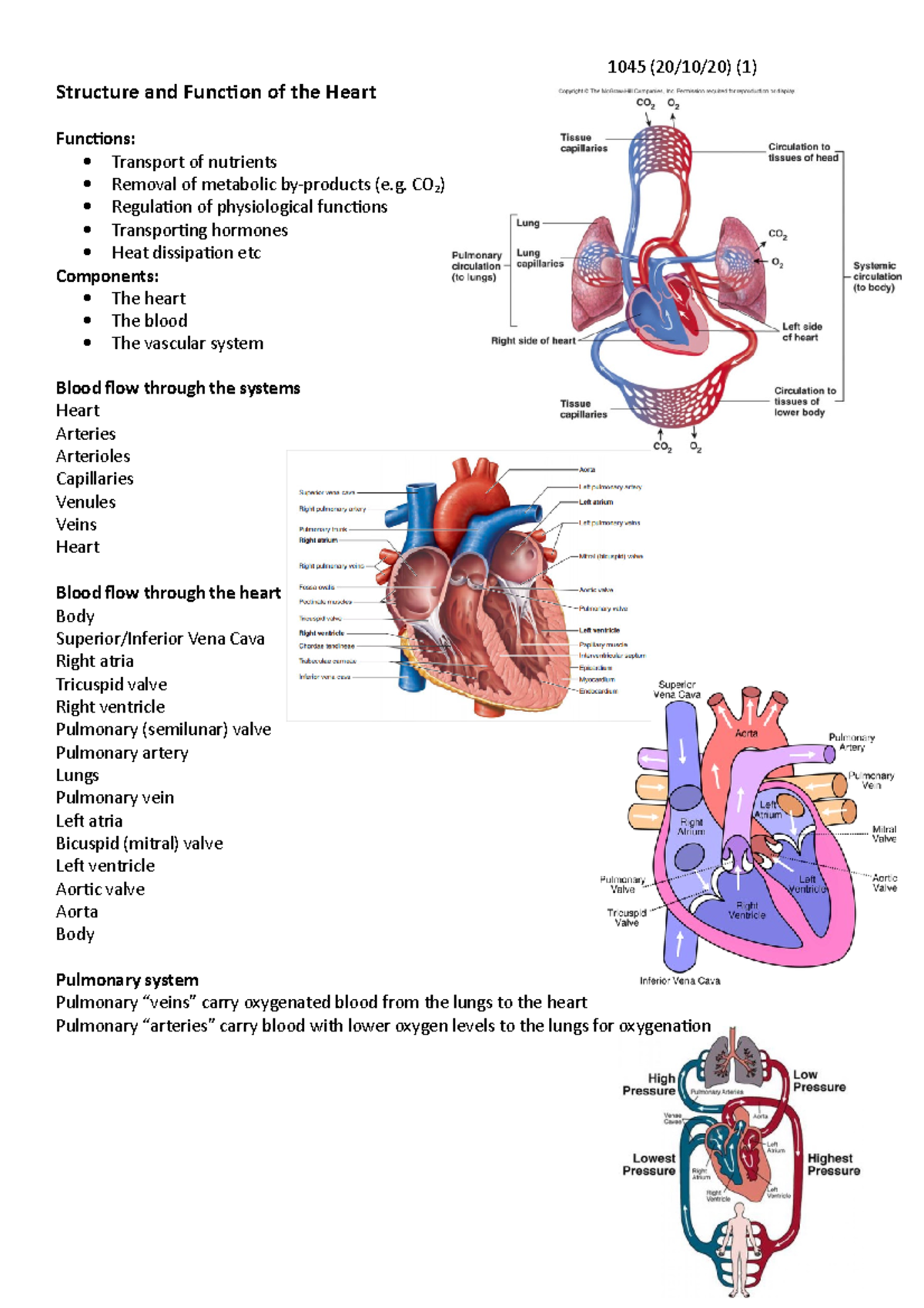 Structure and Function of the Heart - 1045 (20/10/20) (1) Structure and ...