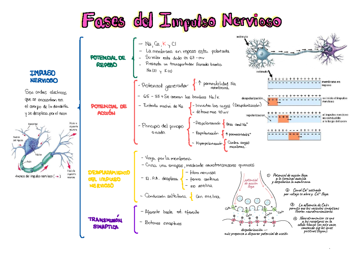 El funcionamiento de la neurona y sinapsis eléctrica vs quimica - I o a ...