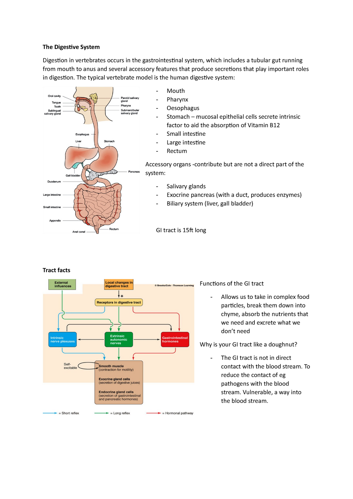 Physiology of the Digestive system - The Digestive System Digestion in ...