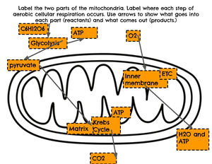 Opener Energy - Discover Photosynthesis and Respiration - Bell Ringer ...