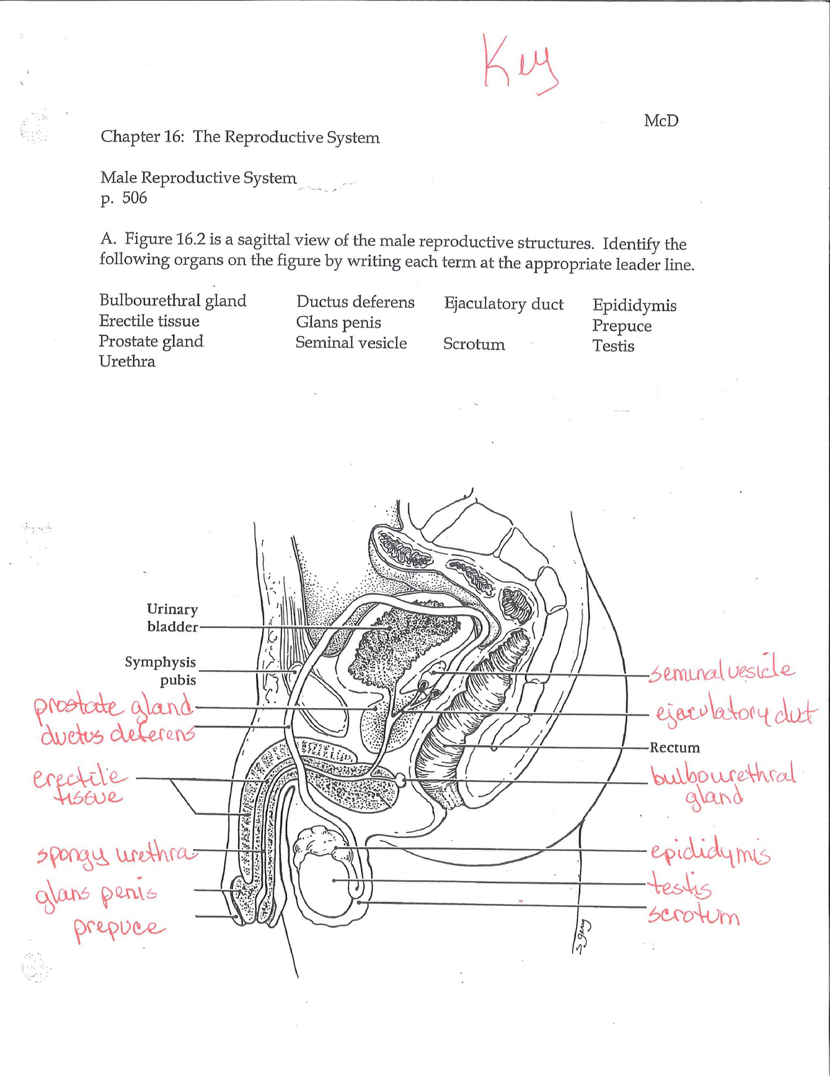 Male Repro Key Mcd Chapter 16 The Reproductive System Male Reproductive System P 506 A