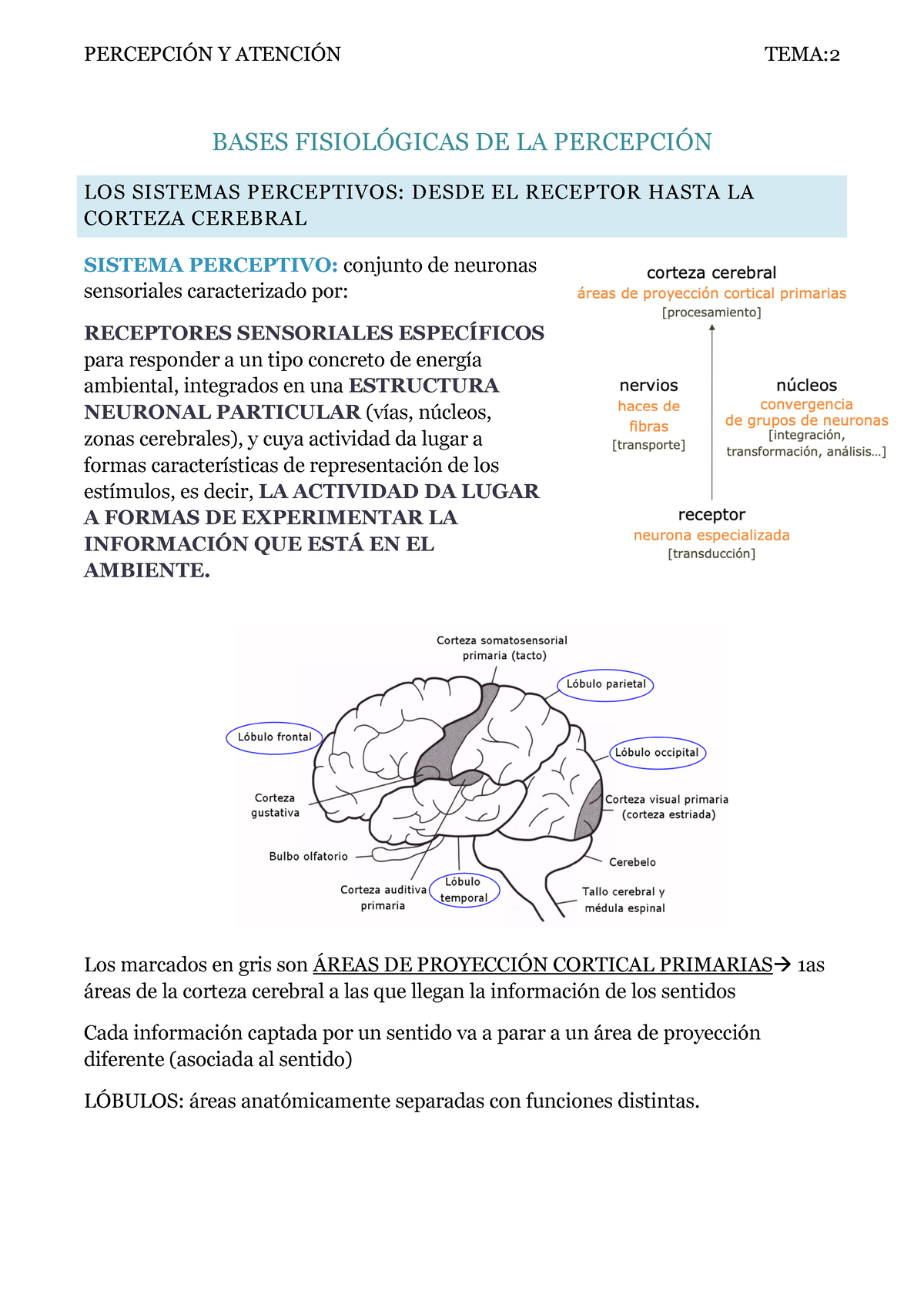 Bases Fisioló Gicas DE LA PercepcióN - BASES FISIOLÓGICAS DE LA ...