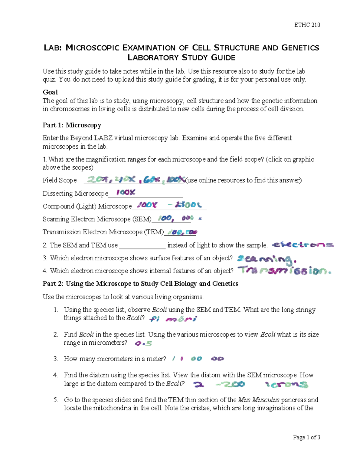 Labeled Potato Cell: Your Ultimate Microscopic Guide - 8koqq3a