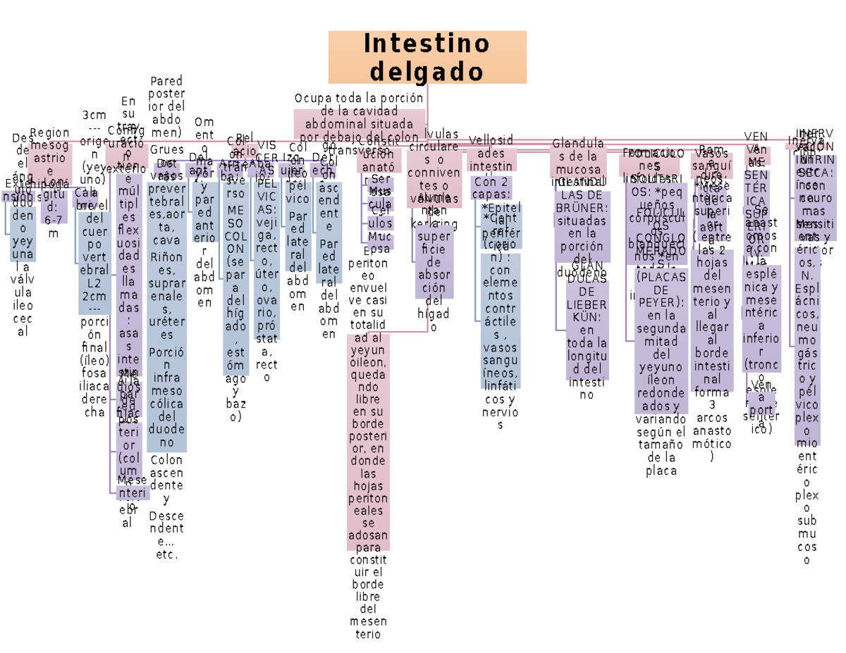 Intestino Delgado Apuntes 1 Studocu