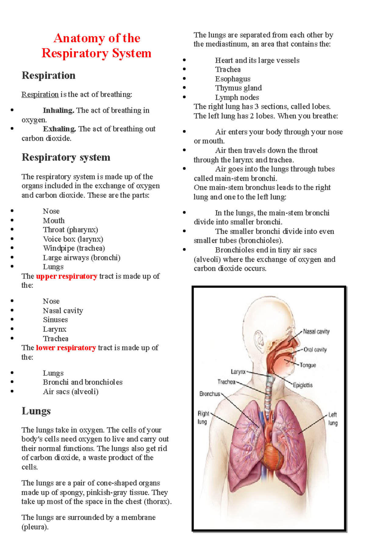 Summative Test about Respiratory Circulatory System 1 - Anatomy of the ...