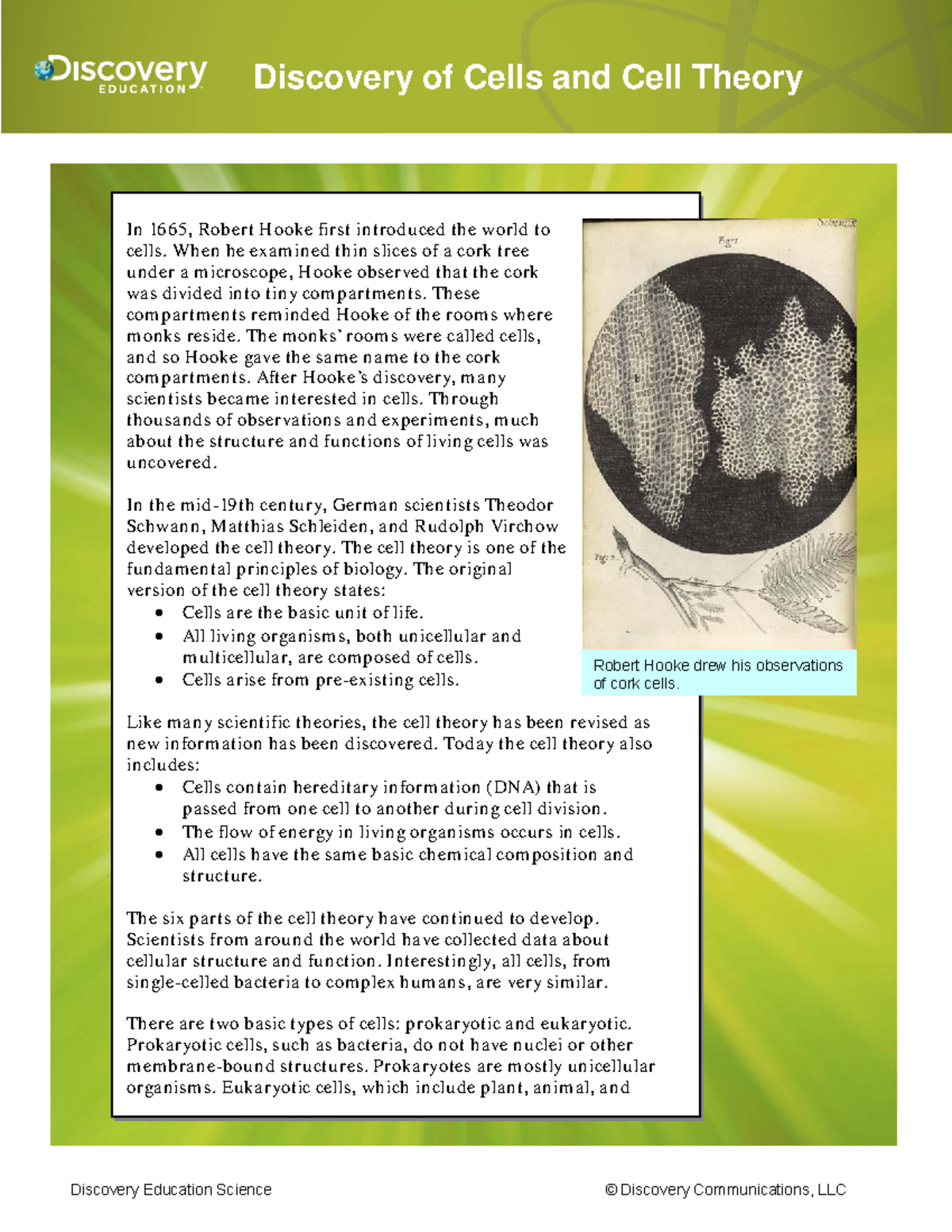 Discovery of Cells and Cell Theory Article Robert Hooke drew his observations of cork cells