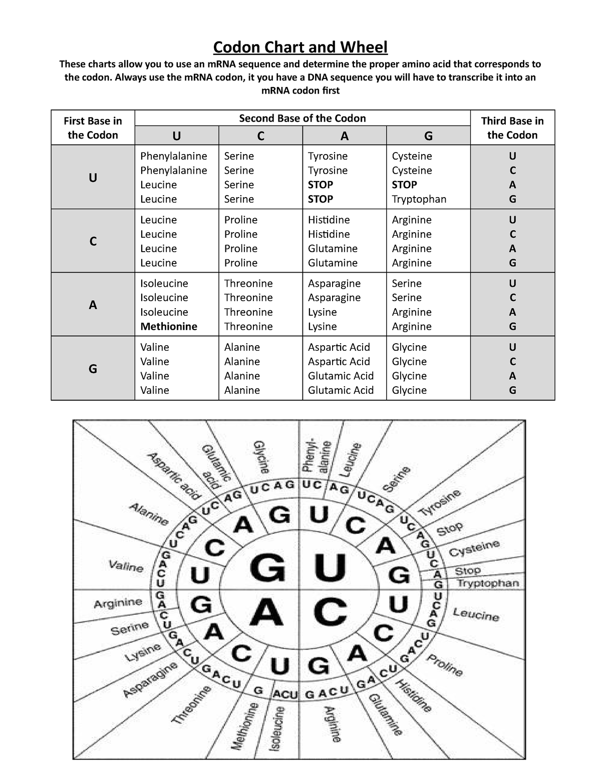 Codon Chart Template