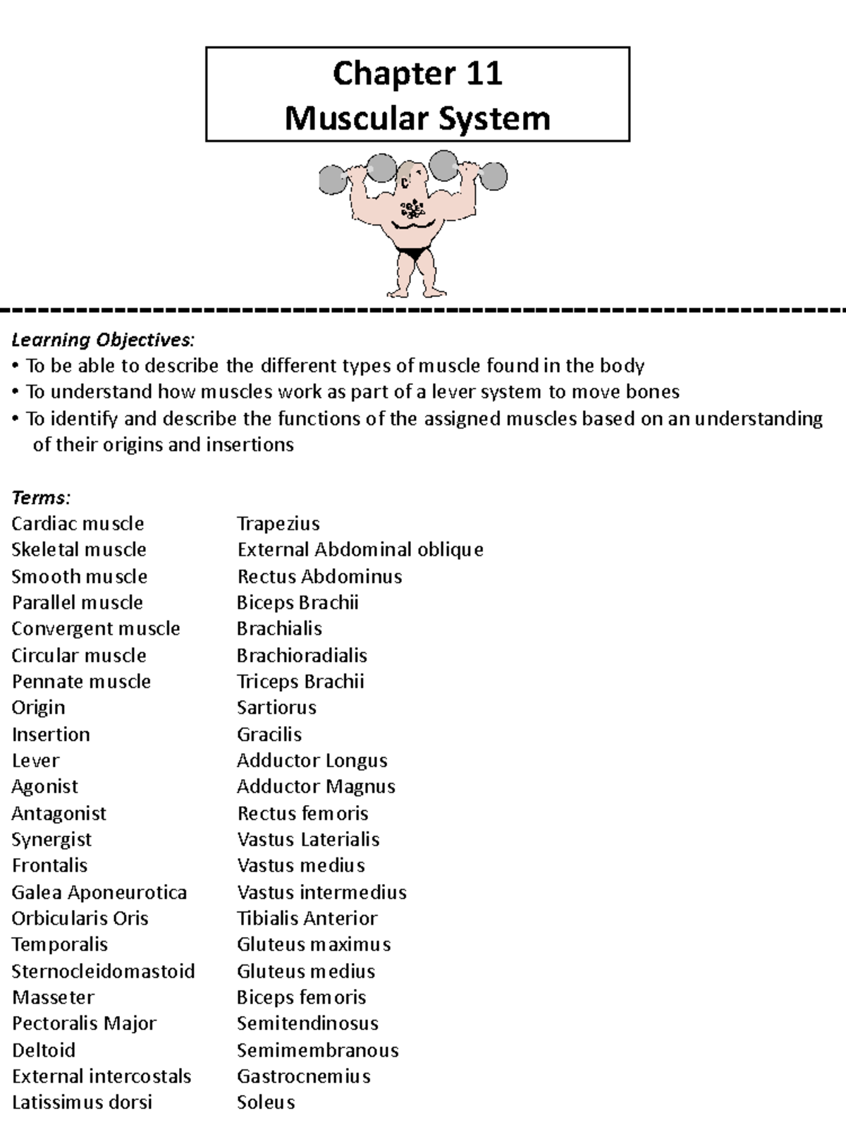 Chapter 11 This set of lecture notes talks about the muscular system