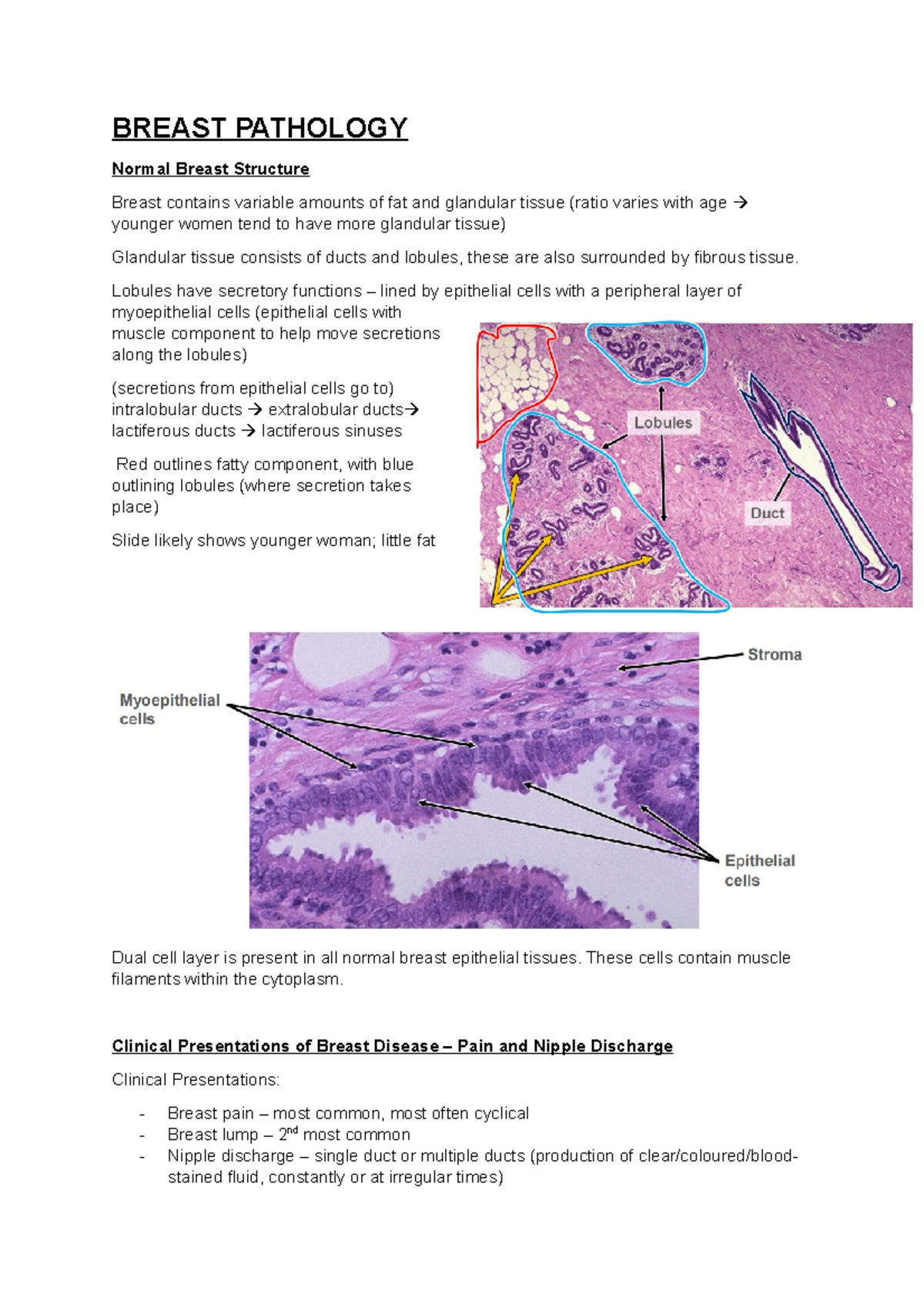 SBCP Breast Pathology - BREAST PATHOLOGY Normal Breast Structure Breast ...