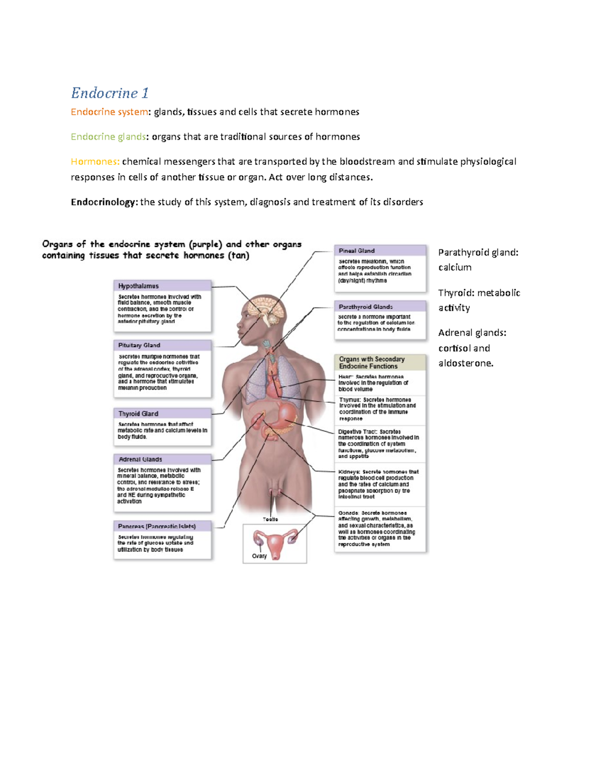 Human Anatomy And Physiology Lecture Notes - Endocrine - Endocrine 1 ...