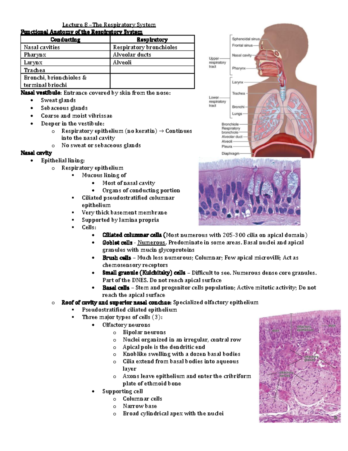 Lecture 8 -respiratory System - Lecture 8 –the Respiratory System 