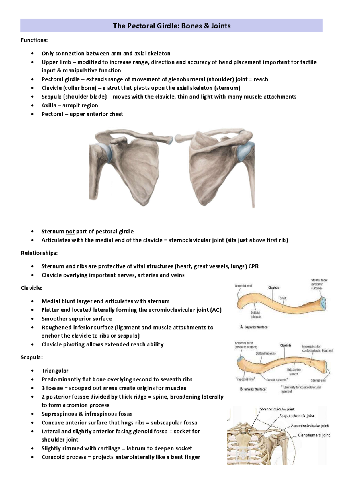 Week 2 content anatomy - The Pectoral Girdle: Bones & Joints Functions ...