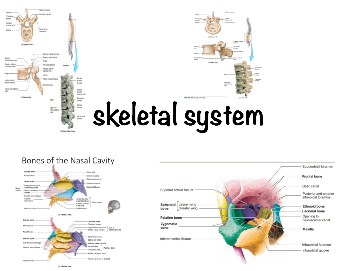 Lab 2 Exam - None - skeletal system V. SKELETAL ORGANIZATION BONES ...
