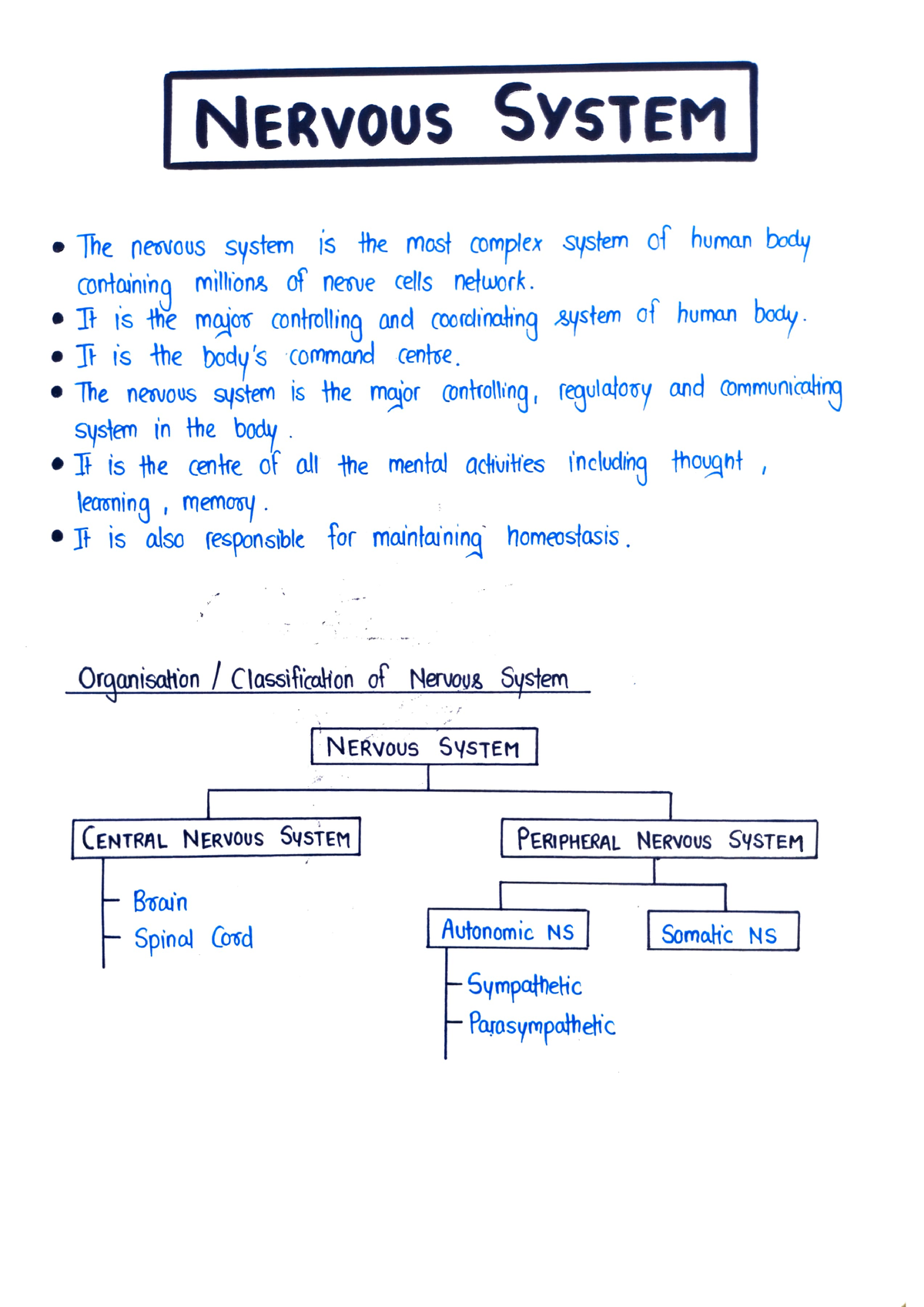 Nervous System ( Imperfect Pharmacy) - B. Pharmacy - Studocu