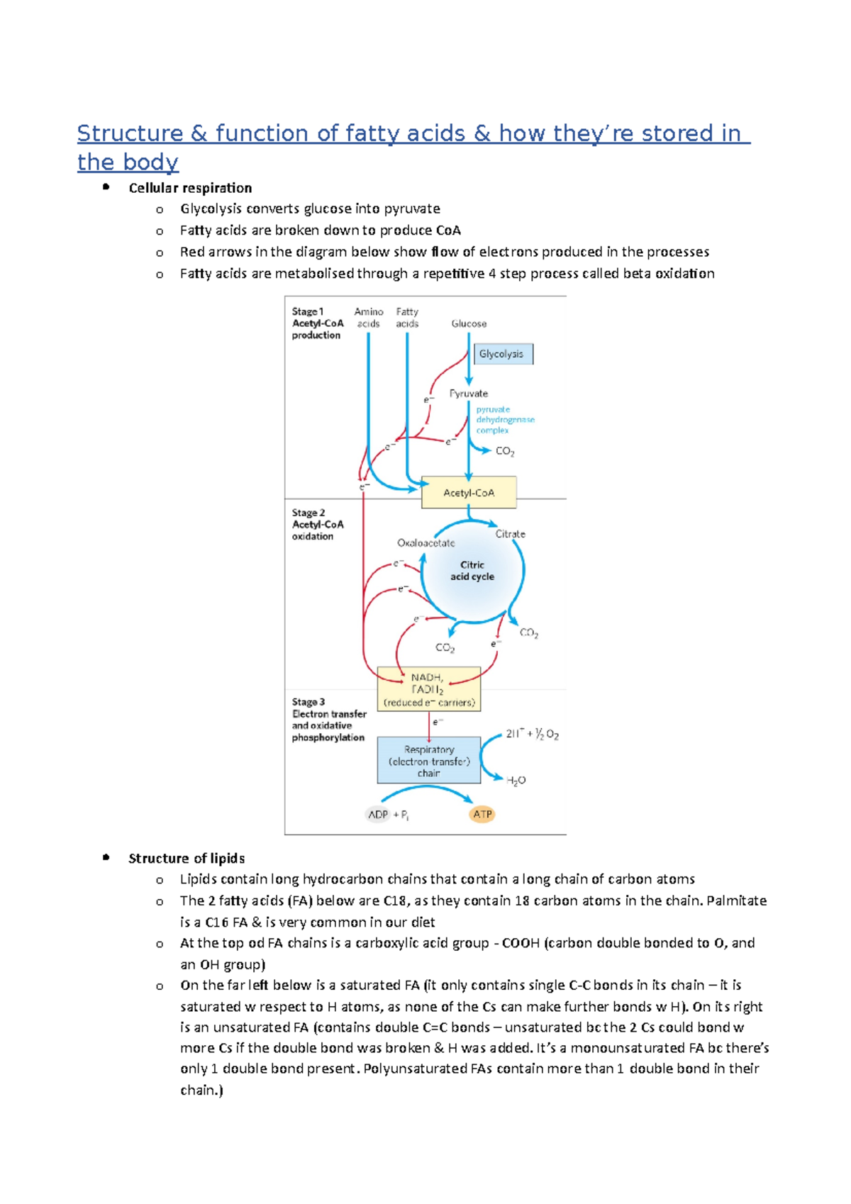 Lipids & beta oxidation - Structure & function of fatty acids & how ...