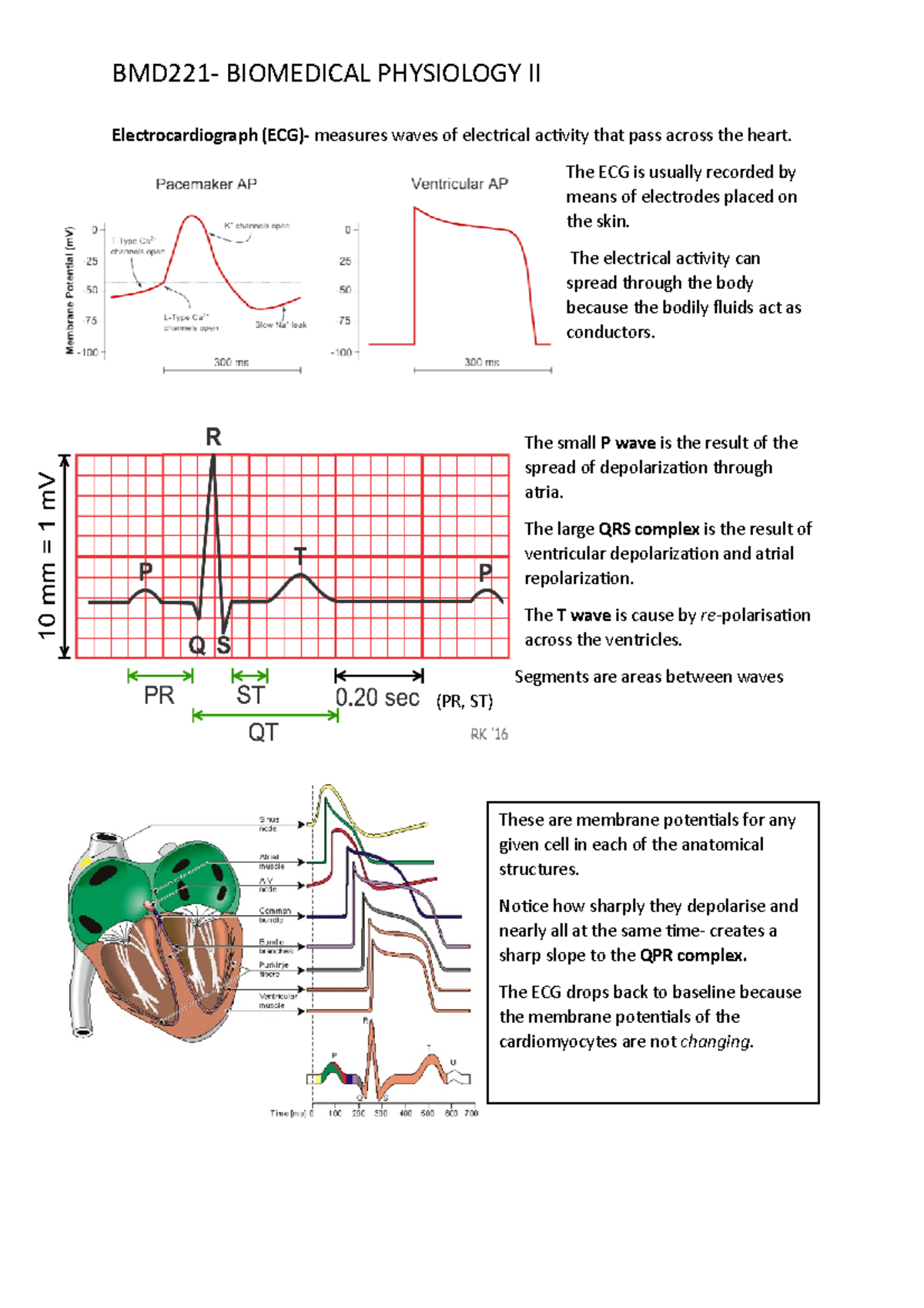 Electrocardiograph and Abnormal Conduction in Biomedical Physiology II ...