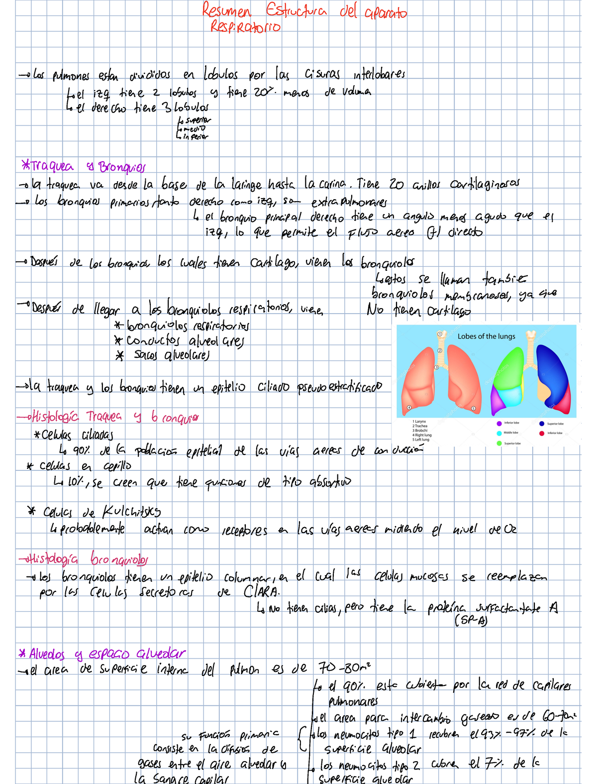 Resumen De Estructura De, Aparato Respiratorio - Sistema Respiratorio ...