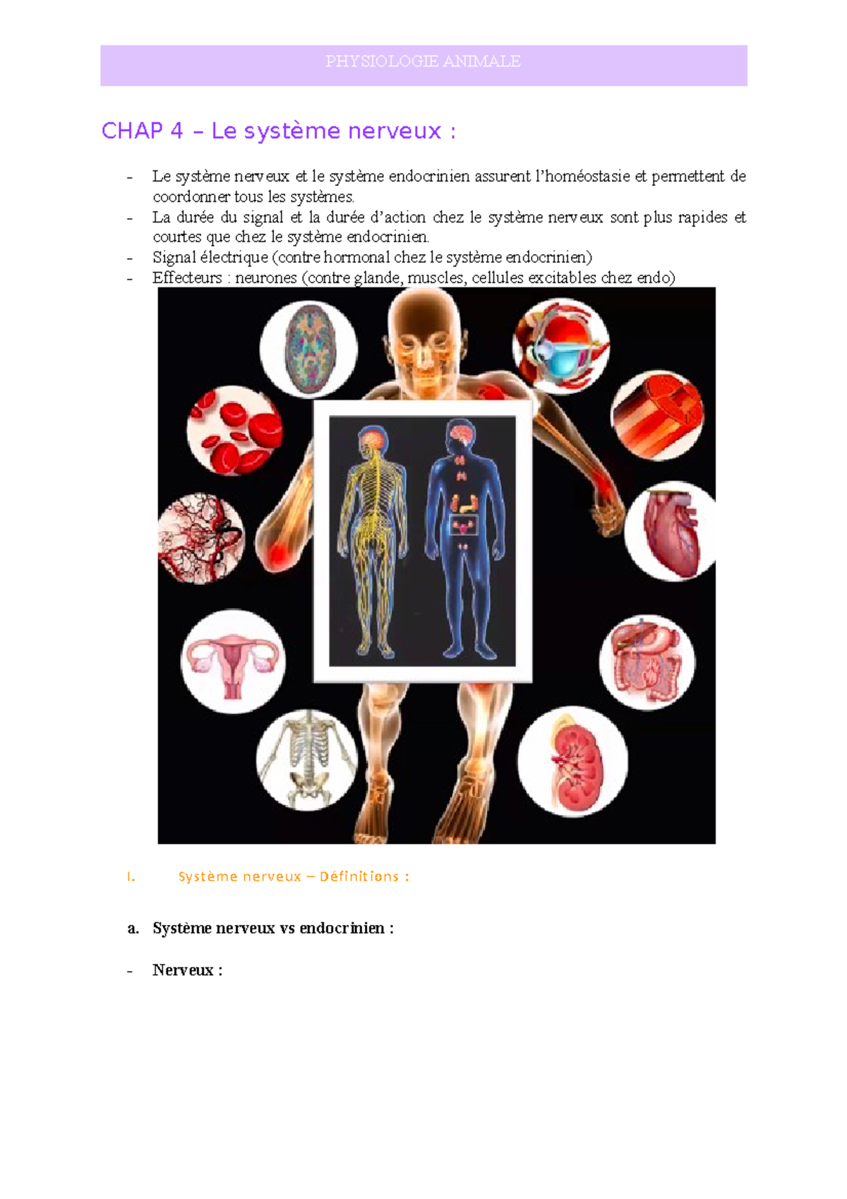 CHAP 4 - Cours sytème nerveux - CHAP 4 – Le système nerveux : Le ...