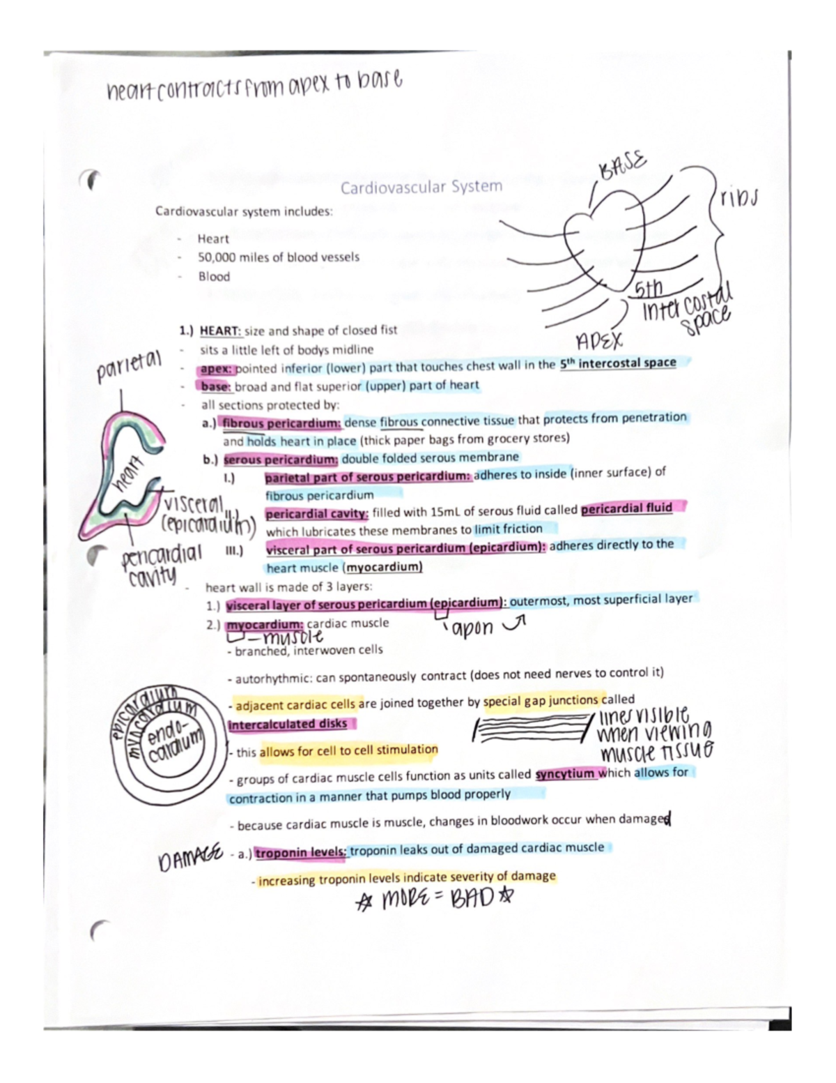 Anatomy And Physiology 2 Cardiovascular System Exam Notes Hsci 2021 Anatomy And Physiology 2 Cardiovascular System Exam Notes Hsci 2021