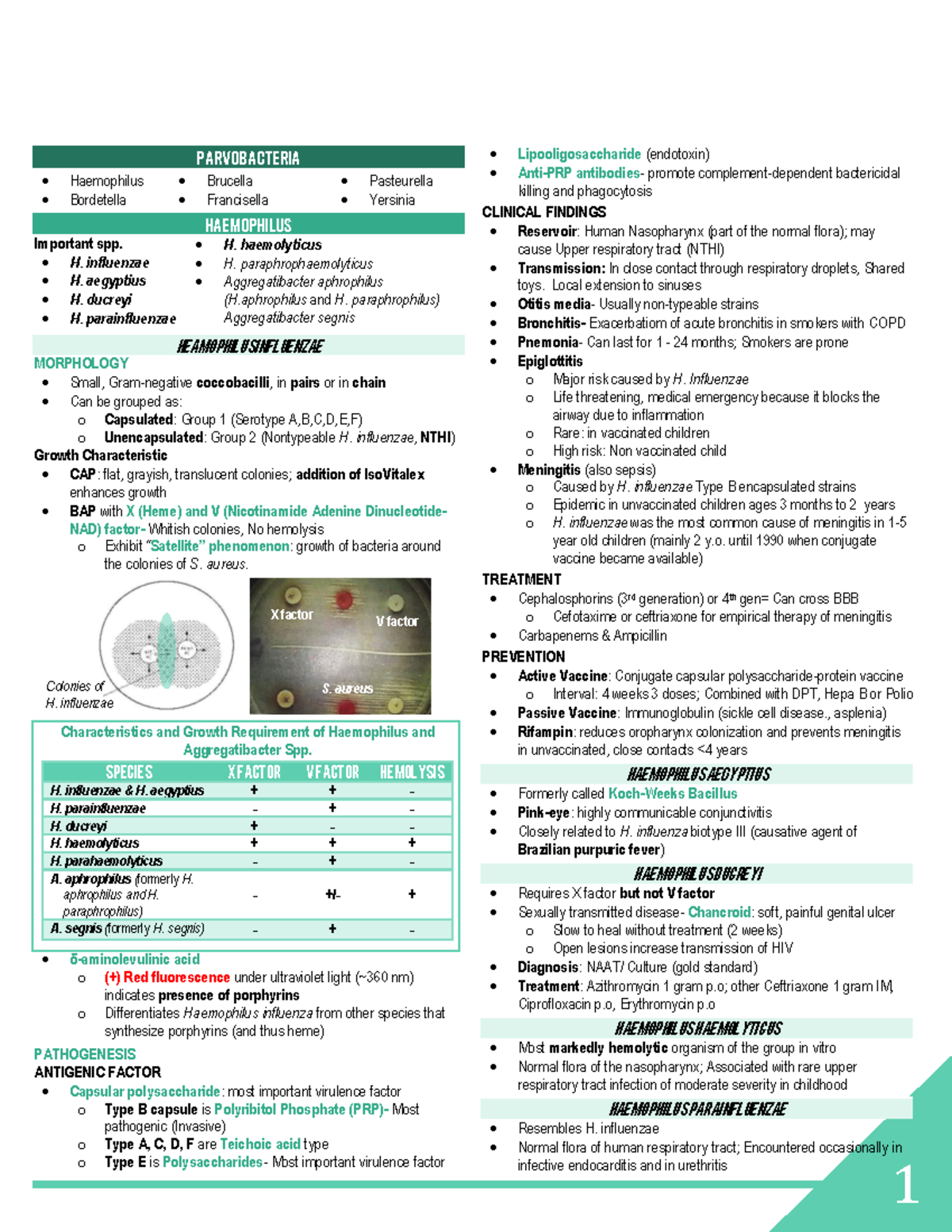 Parvobacteria - Lec - PArvobacteria Haemophilus Bordetella Brucella ...