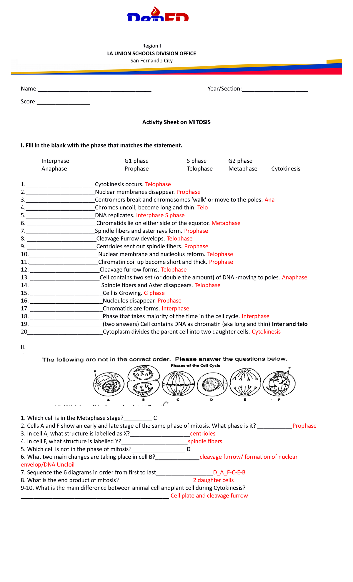 Activity sheet Interphase Mitosiswithanswers - Region I LA UNION ...
