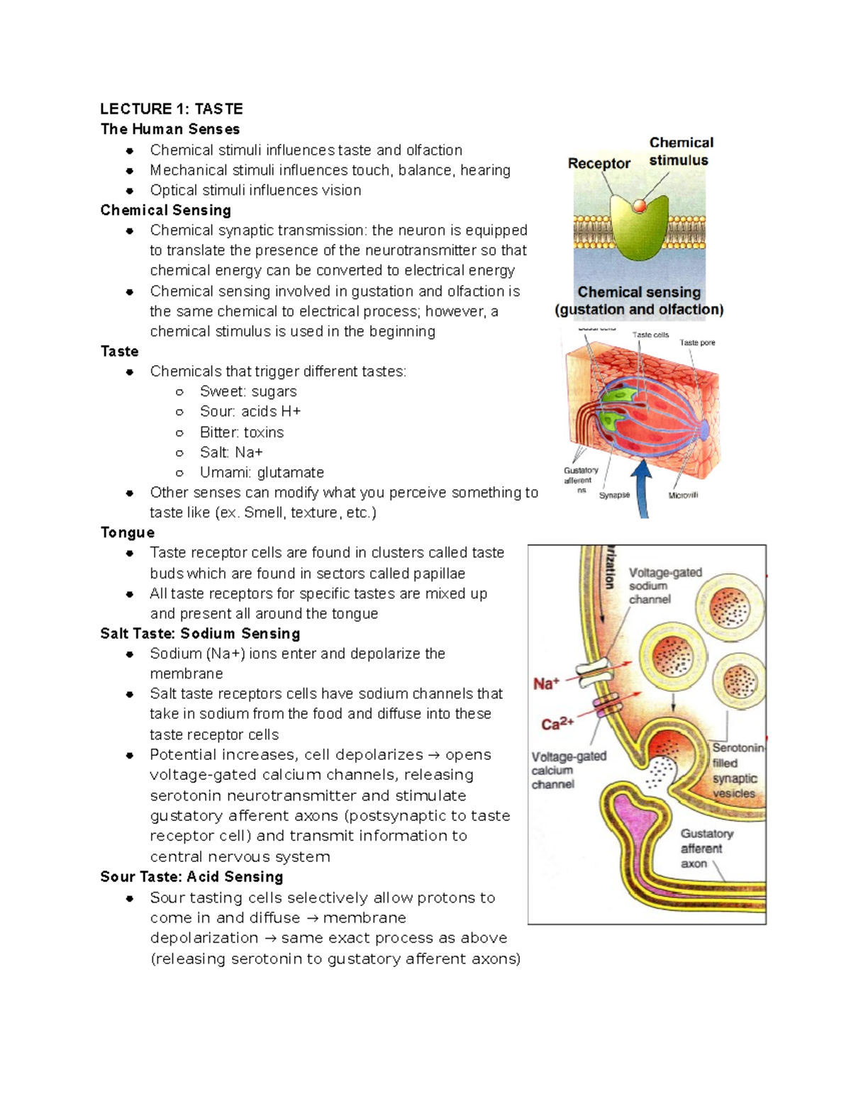 Unit 5 Lecture 1 - LECTURE 1: TASTE The Human Senses Chemical stimuli ...