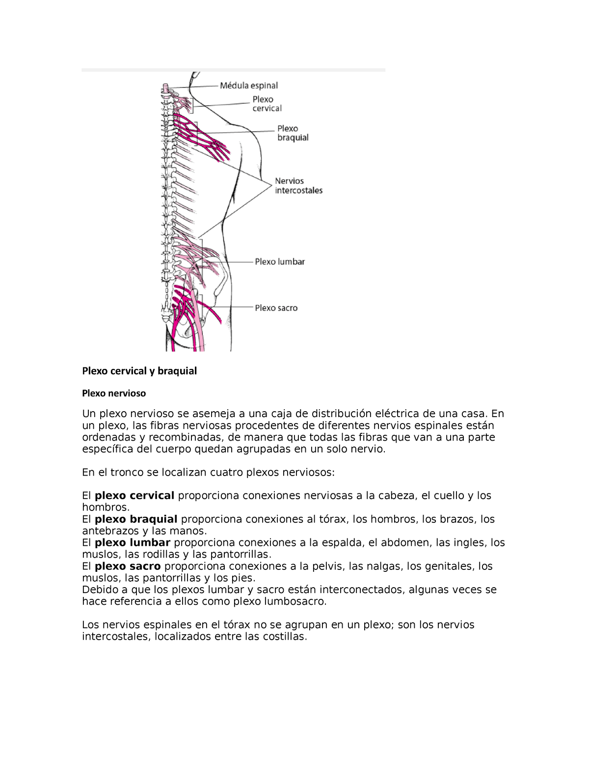 plexo de los nervios espinales