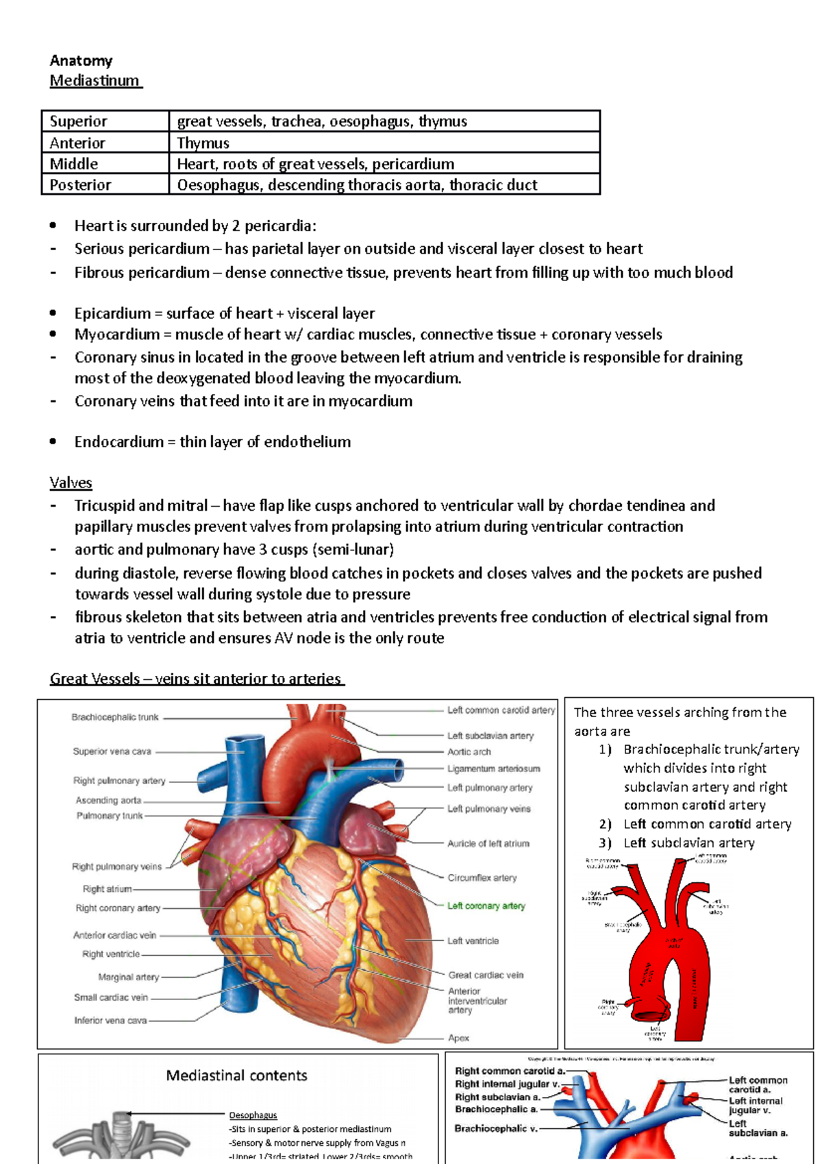 CVS- Anatomy, heart defects, mechanics of heart - Anatomy Mediastinum ...