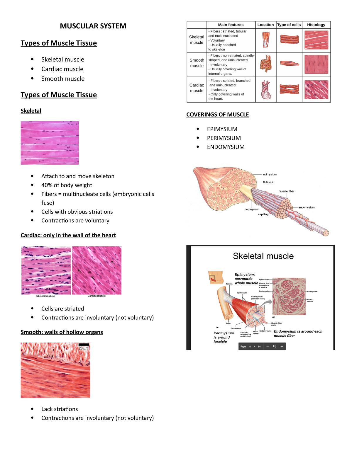 Muscular system - MUSCULAR SYSTEM Types of Muscle Tissue Skeletal ...