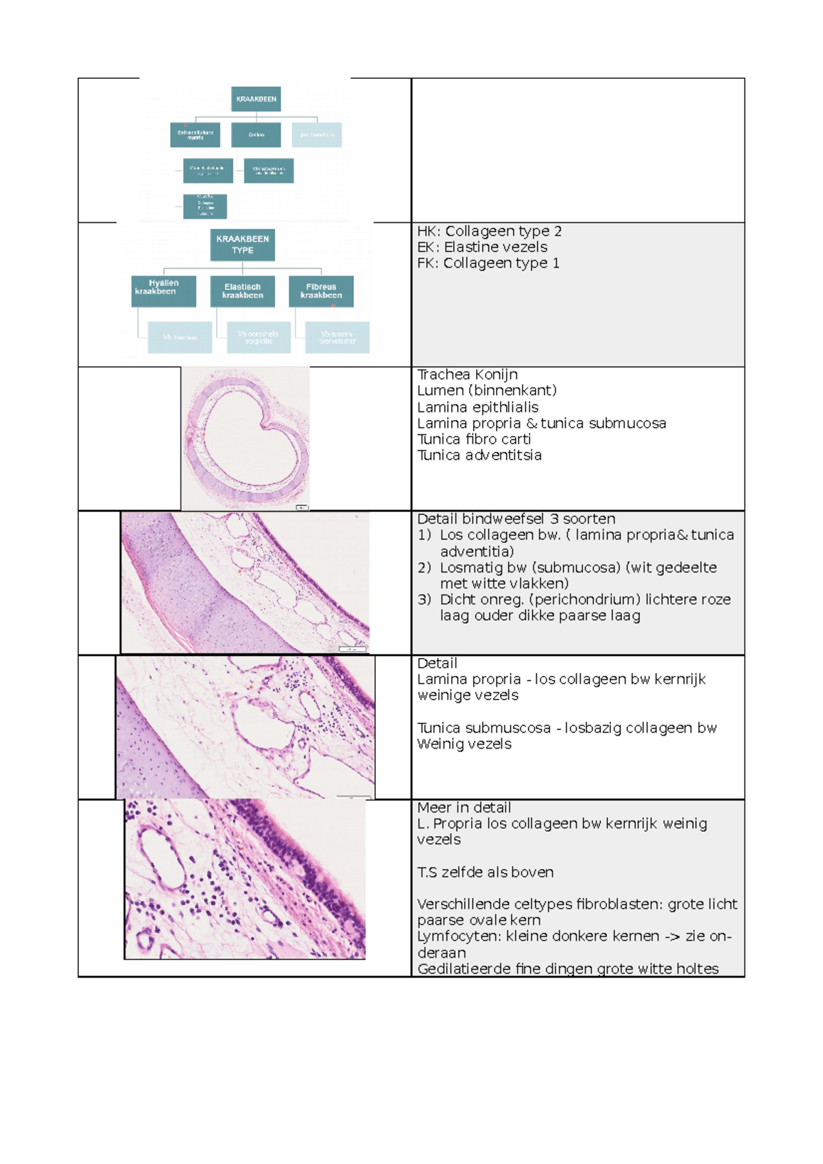 Practicum 6 Kraakbeen Types - Celbiologie En Algemene Weefselleer ...