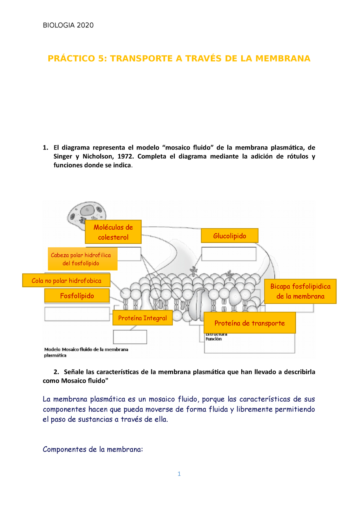 Bio 2020 - PRÁCTICO 5: TRANSPORTE A TRAVÉS DE LA MEMBRANA El diagrama  representa el modelo “mosaico - Studocu