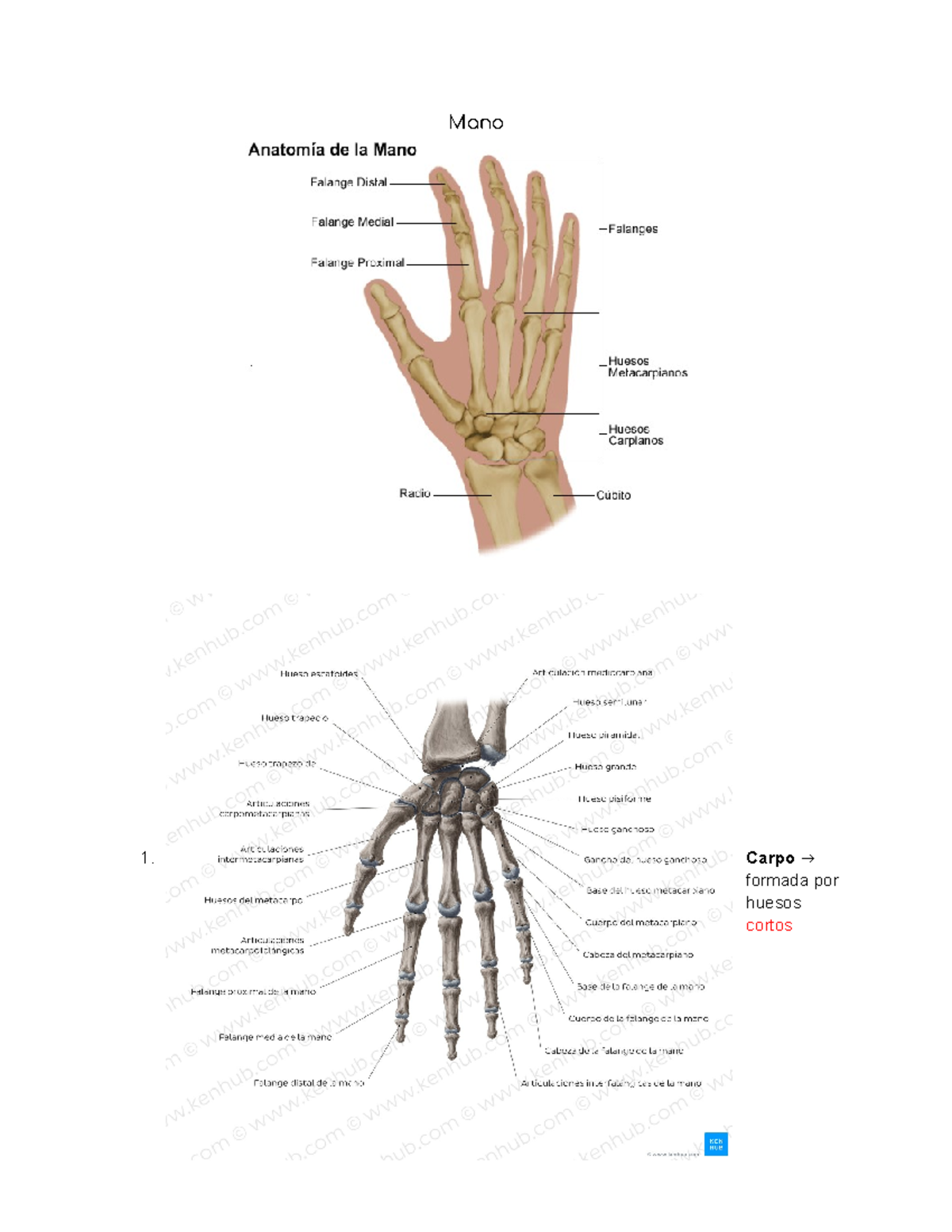 Mano Anatomia Mano Carpo Formada Por Huesos Cortos Vista Anterior