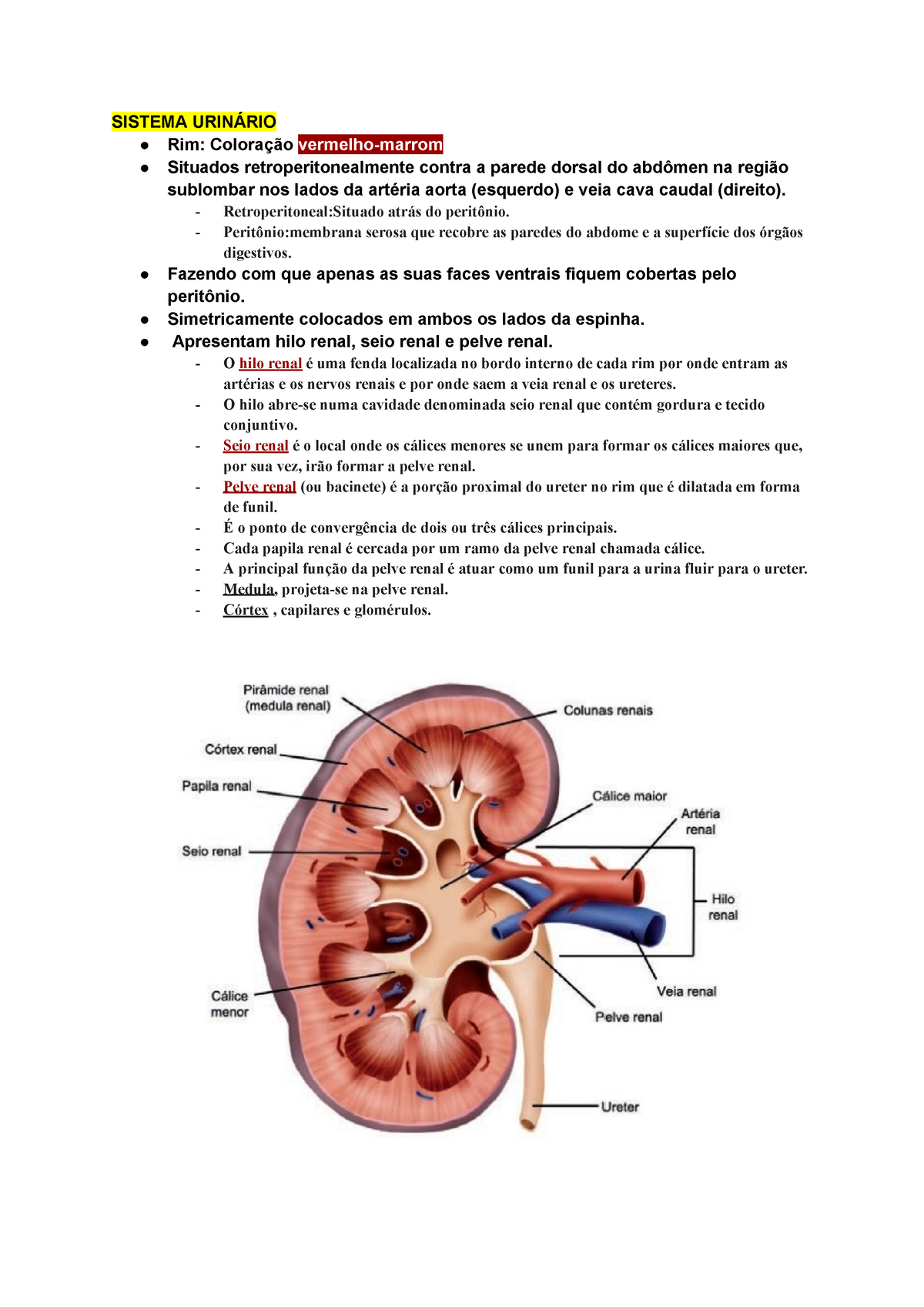 a estrutura do hilo renal