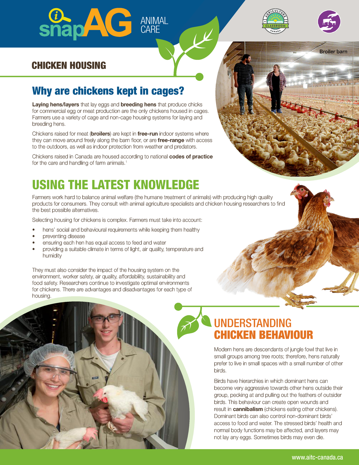 Chicken Housing ENG - Economia agricola - Why are chickens kept in ...