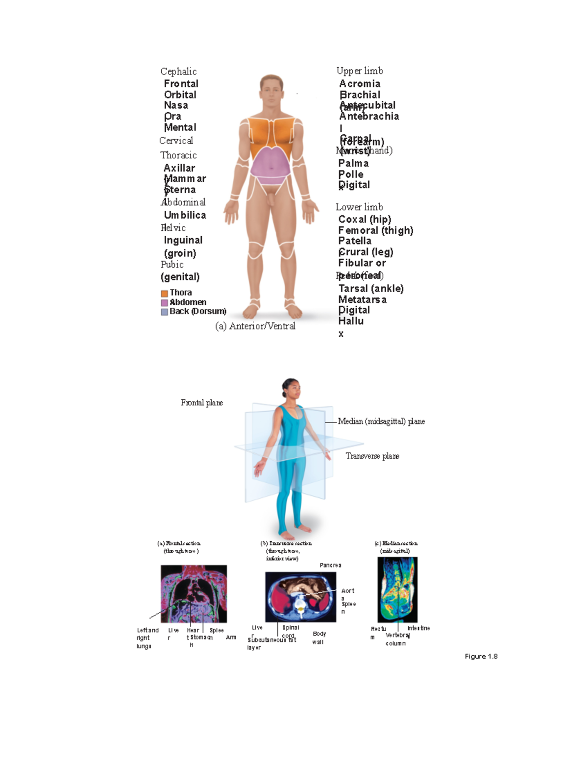 Body Organization, Cell, Microscope labeled - Cervical (a) Anterior ...