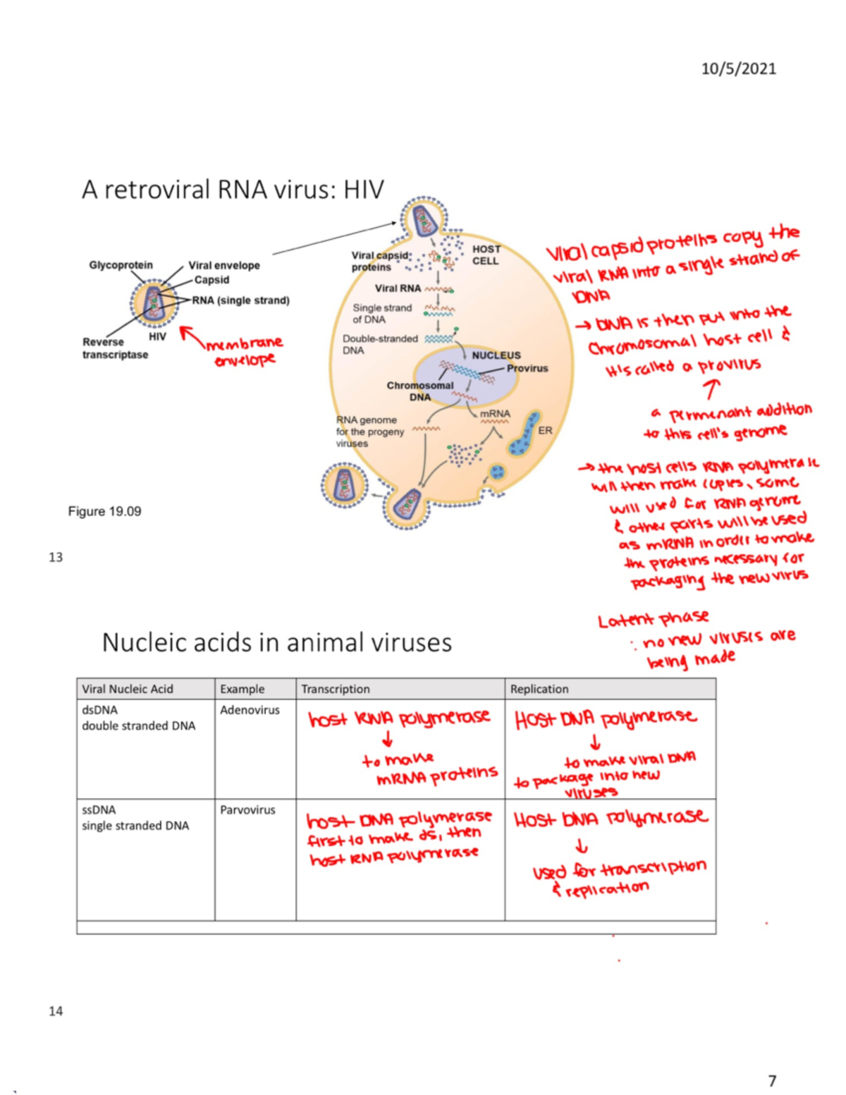 Bio Virus Notes 2 - BIO SCI 93 - Studocu