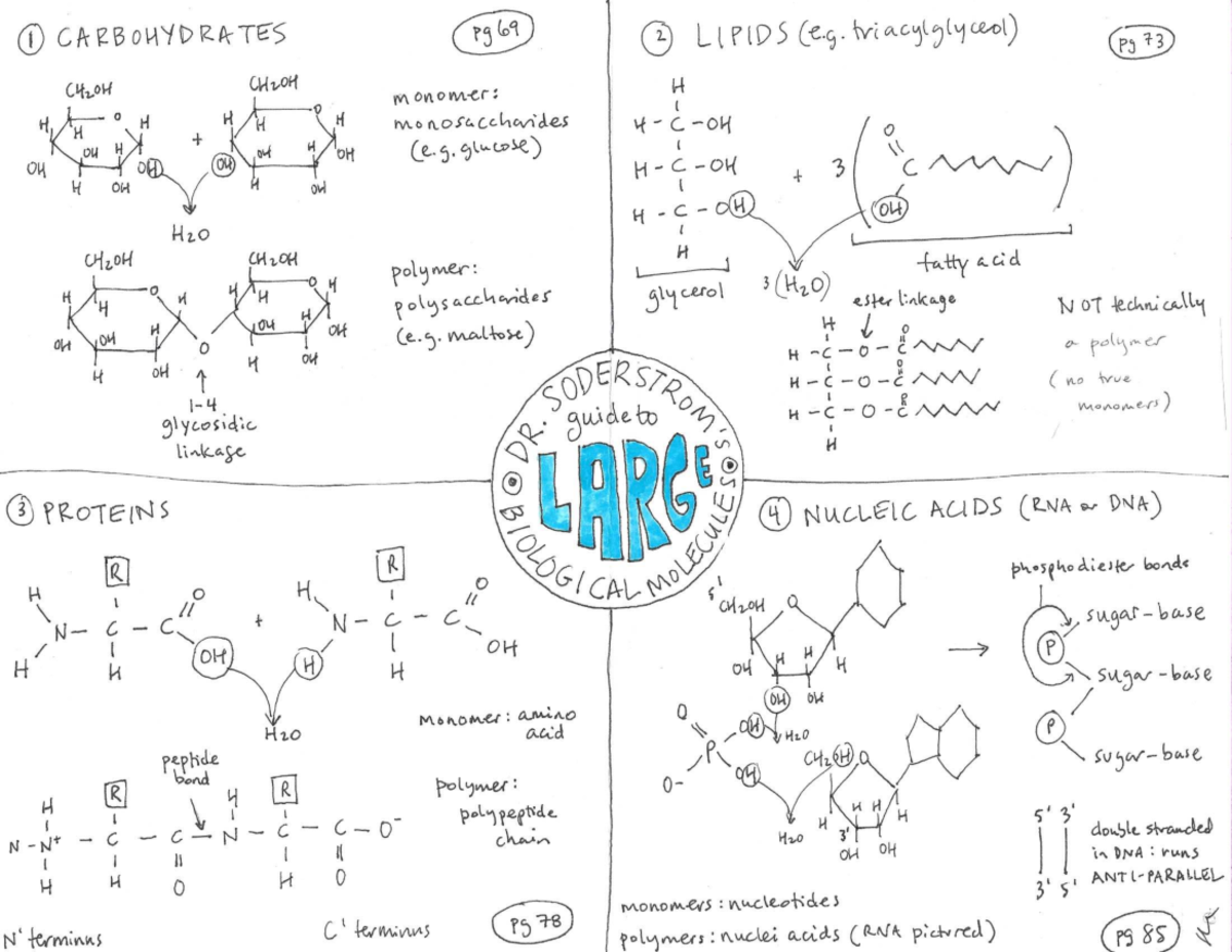 Large Biological Molecules - BIO 191 - Studocu