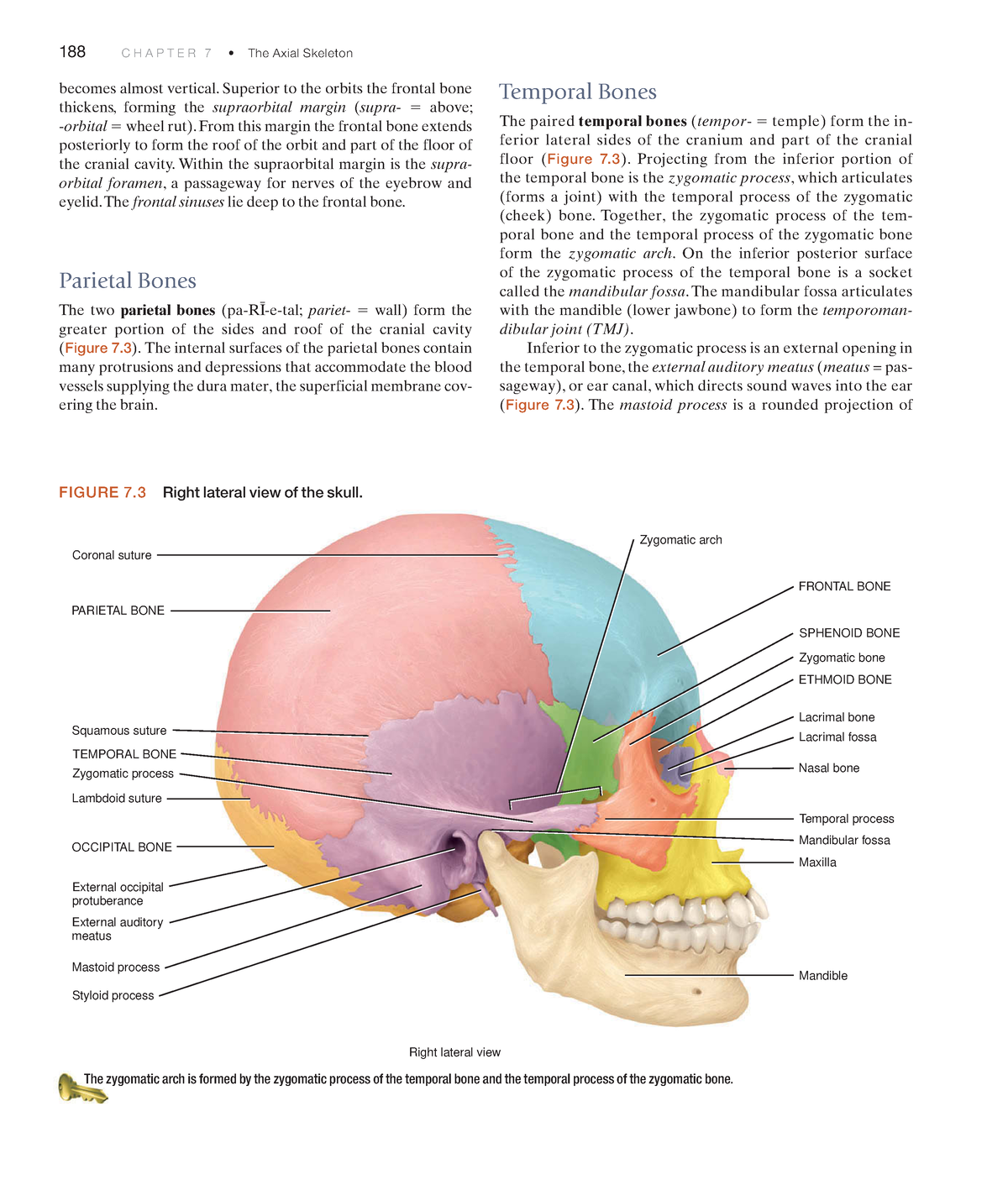 Anatomyandphy-80 - N/A - 188 C H A P T E R 7 • The Axial Skeleton ...