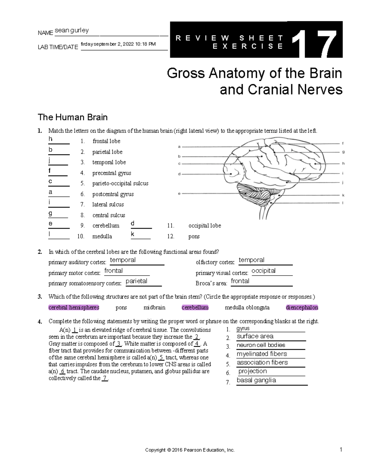 lab-3-gross-anatomy-of-the-brain-name