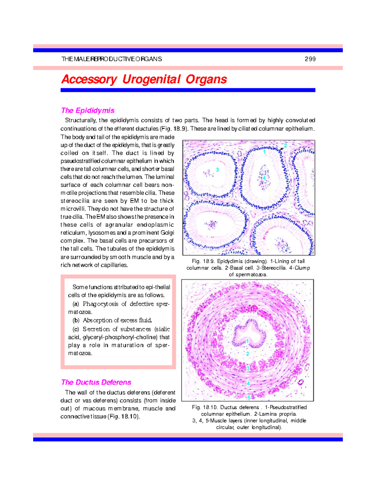 IB Singh - Textbook Of Human Histology, 6th Edition-35 - 3 3 11 12 14 ...