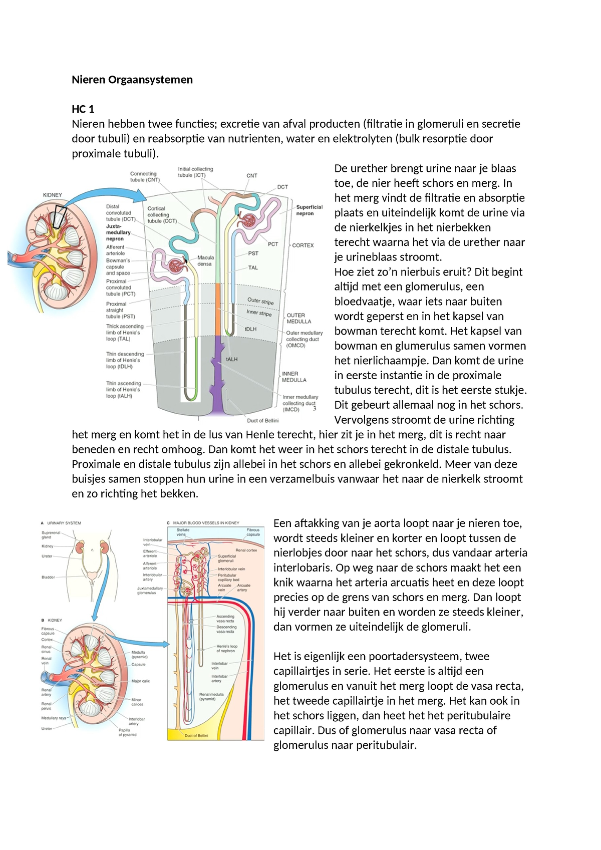 Nieren HC Aantekeningen - Nieren Orgaansystemen HC 1 Nieren Hebben Twee ...