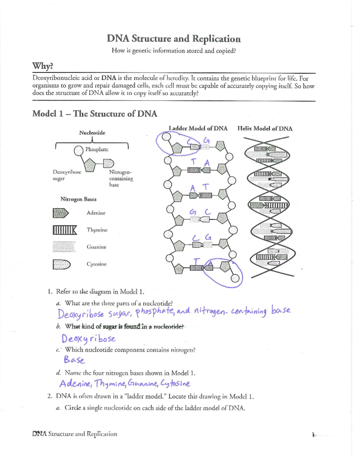 DNA Pogil Teacher Copy - notes - Studocu