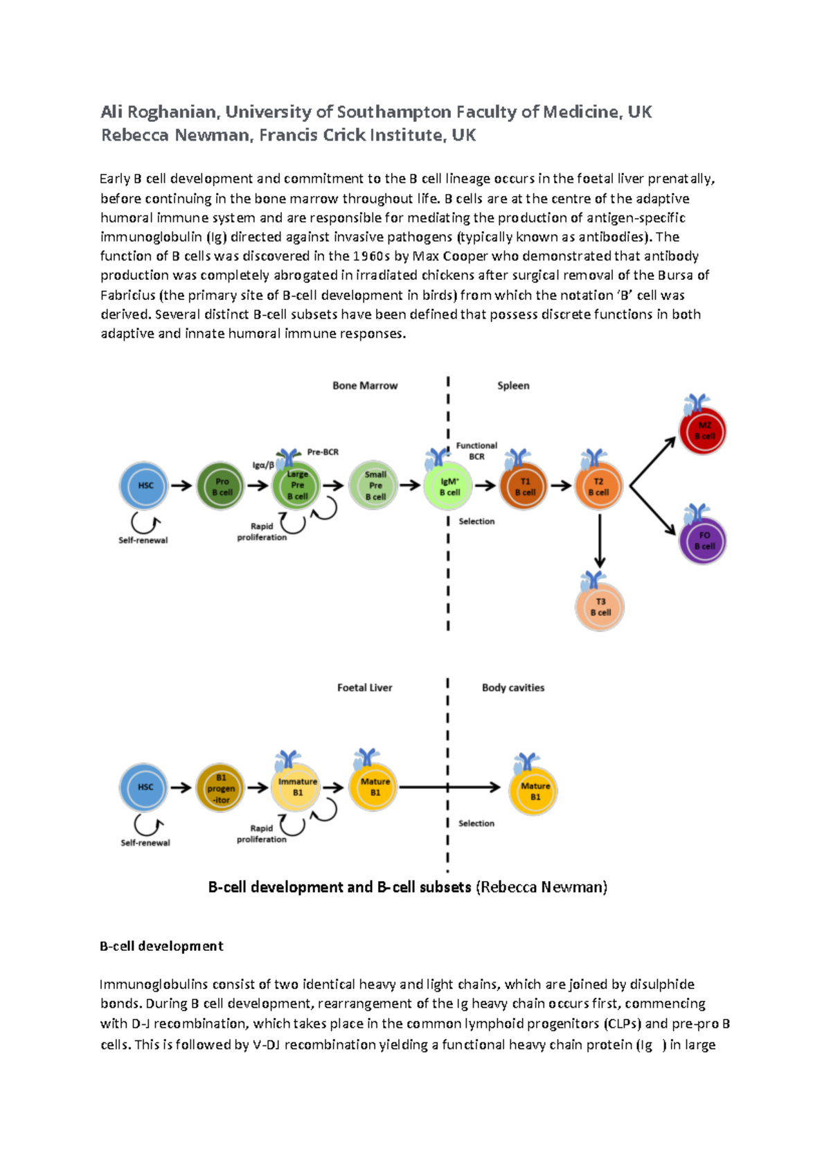 Research article about B cells - IMM340 - U of T - Studocu