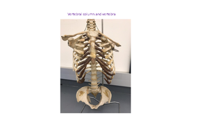 Lab+manual+1+Appendicular+F23 - Welcome to Human Anatomy 208 Laboratory ...
