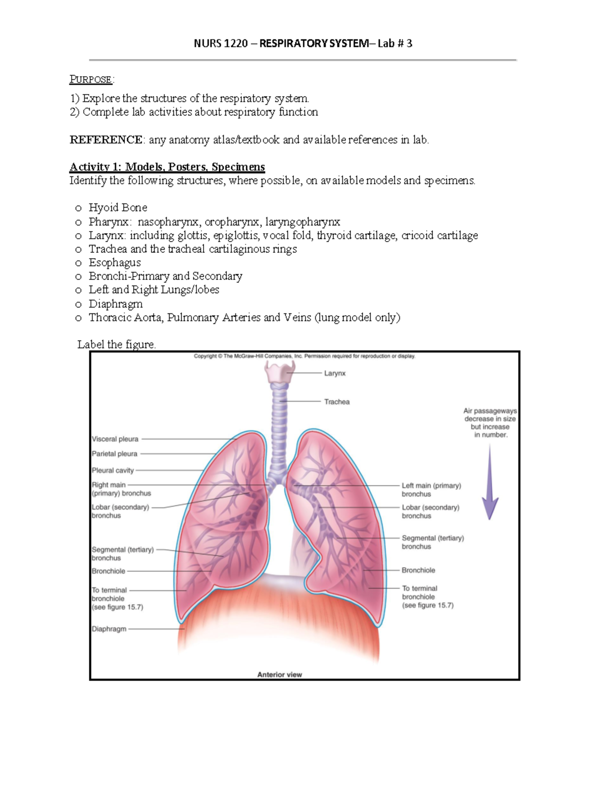 NURS 1220-Lab 3 Respiratory Answers - P URPOSE: Explore the structures ...