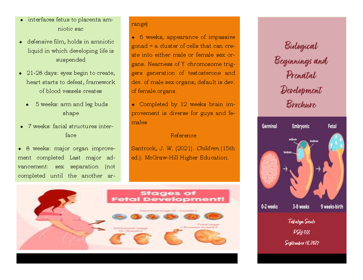 BBPD Brochure - Biological Beginnings And Prenatal Development Brochure ...